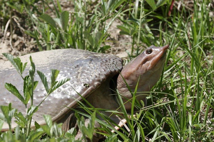Pictured is a softshell turtle.